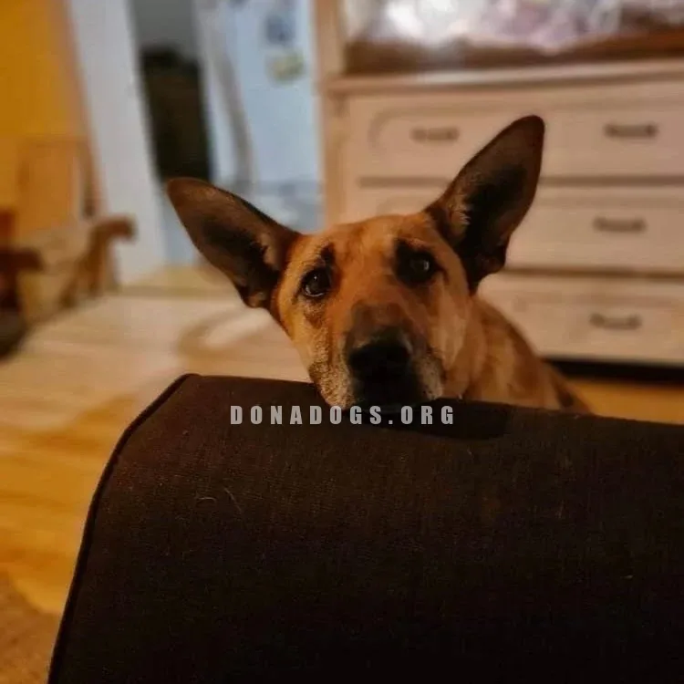 dog pic