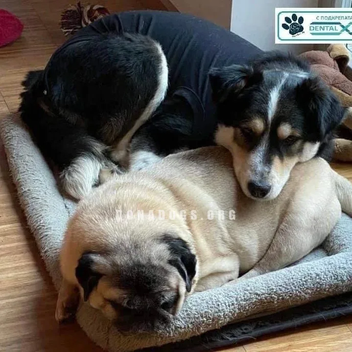 dog pic