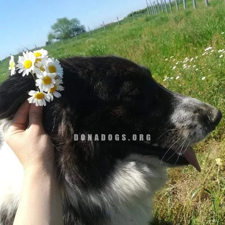 dog pic