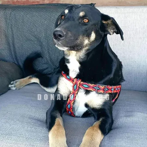 dog pic