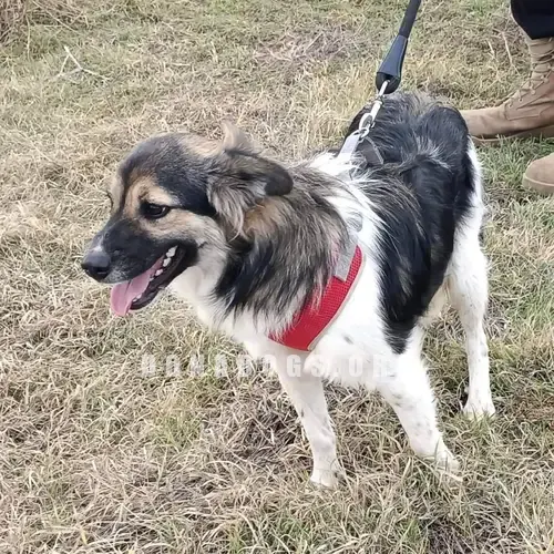 dog pic