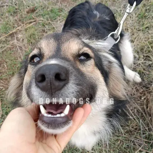 dog pic