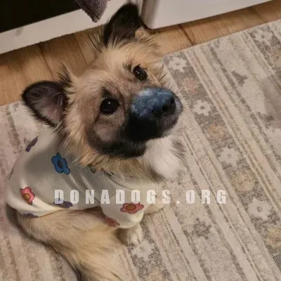 dog pic