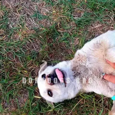 dog pic