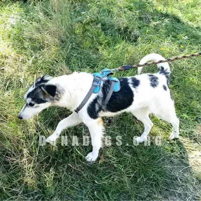 dog pic