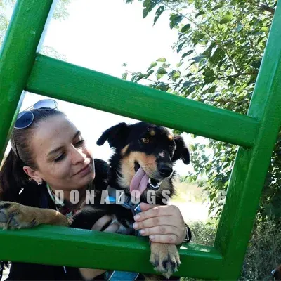 dog pic