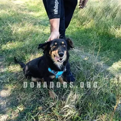 dog pic