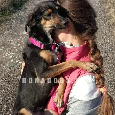 dog pic