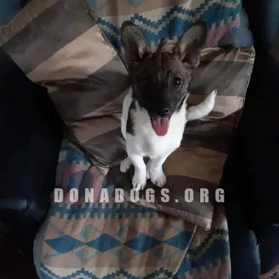 dog pic