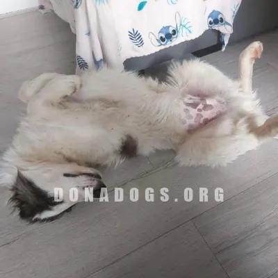 dog pic