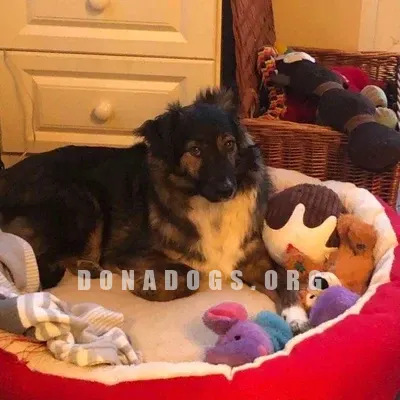 dog pic