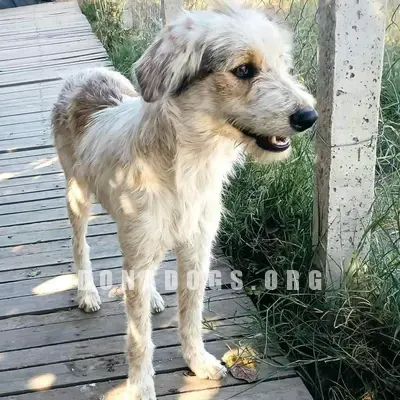 dog pic
