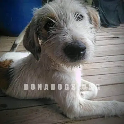 dog pic