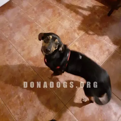 dog pic