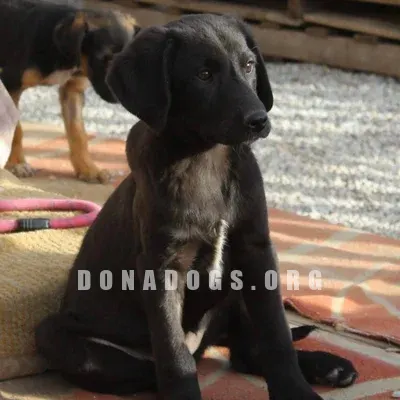 dog pic