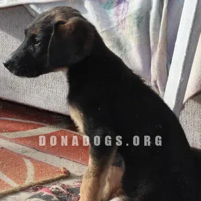 dog pic