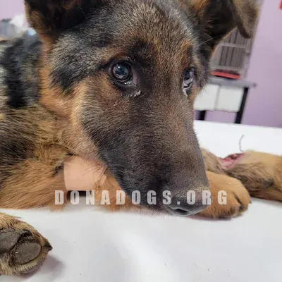 dog pic