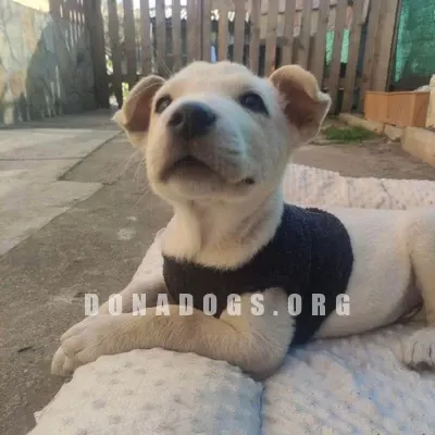 dog pic