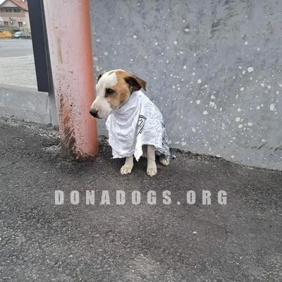 dog pic
