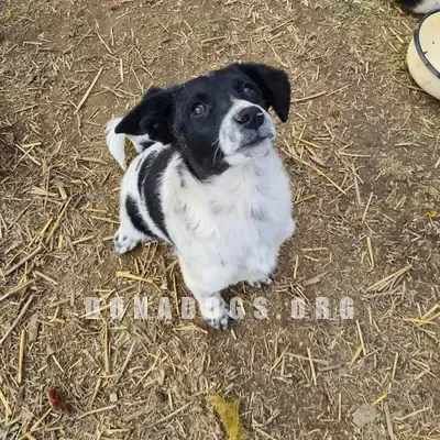 dog pic