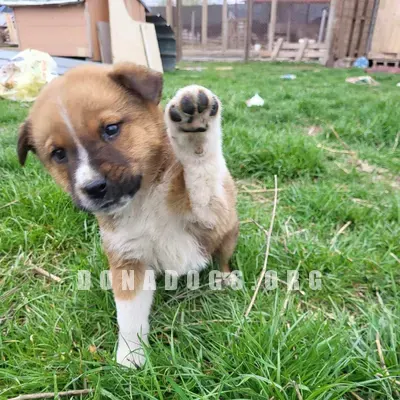 dog pic