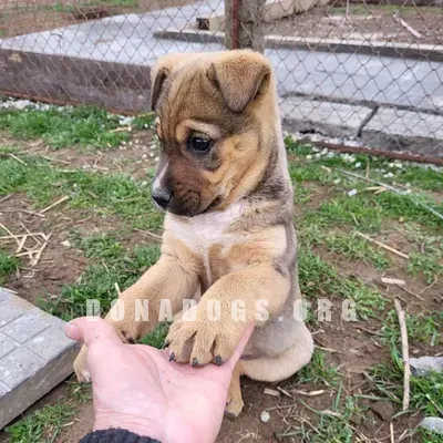 dog pic
