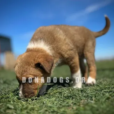dog pic