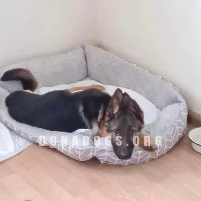dog pic