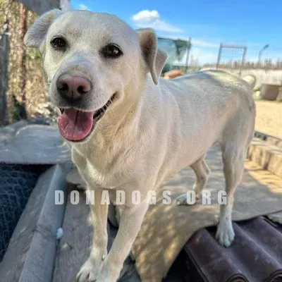 dog pic