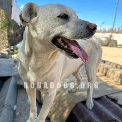 dog pic
