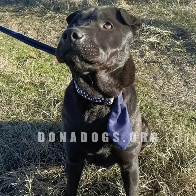 dog pic