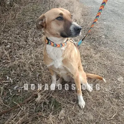dog pic