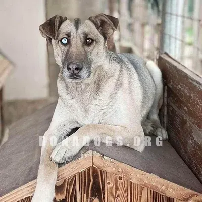 dog pic