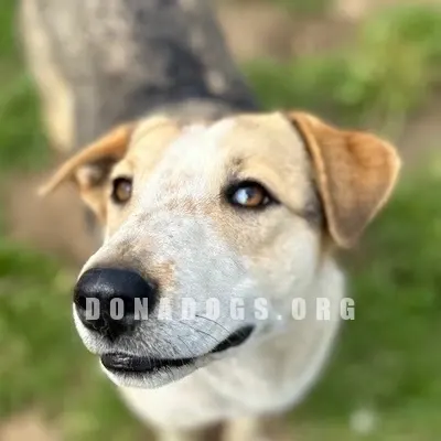 dog pic