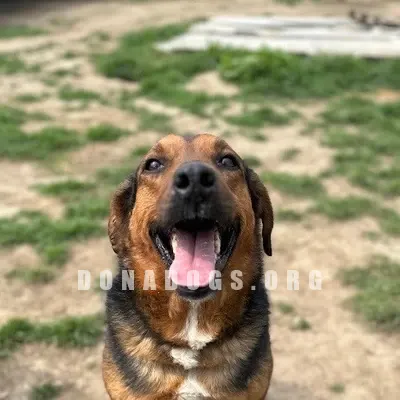 dog pic