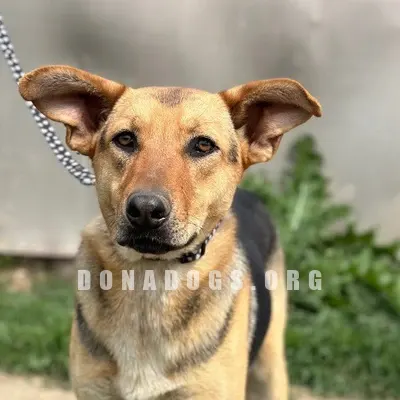 dog pic
