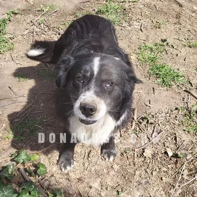 dog pic