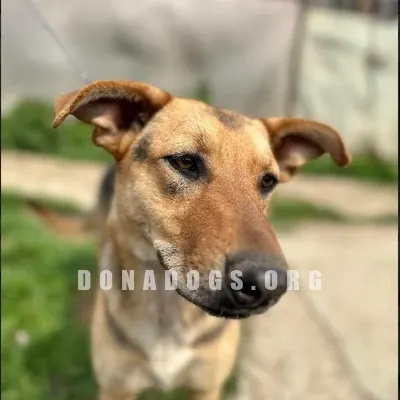 dog pic