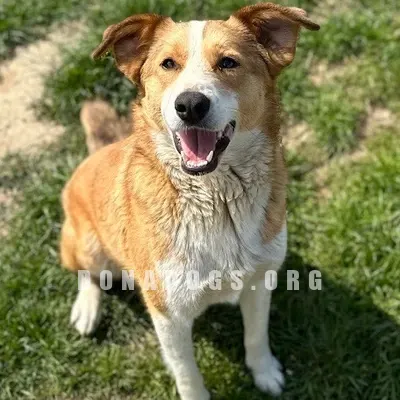 dog pic