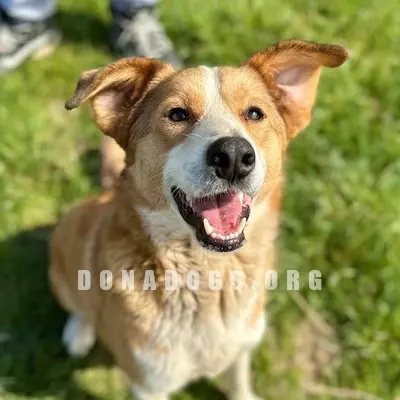 dog pic
