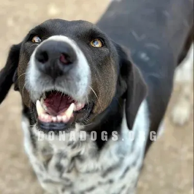 dog pic