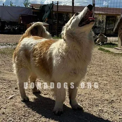 dog pic