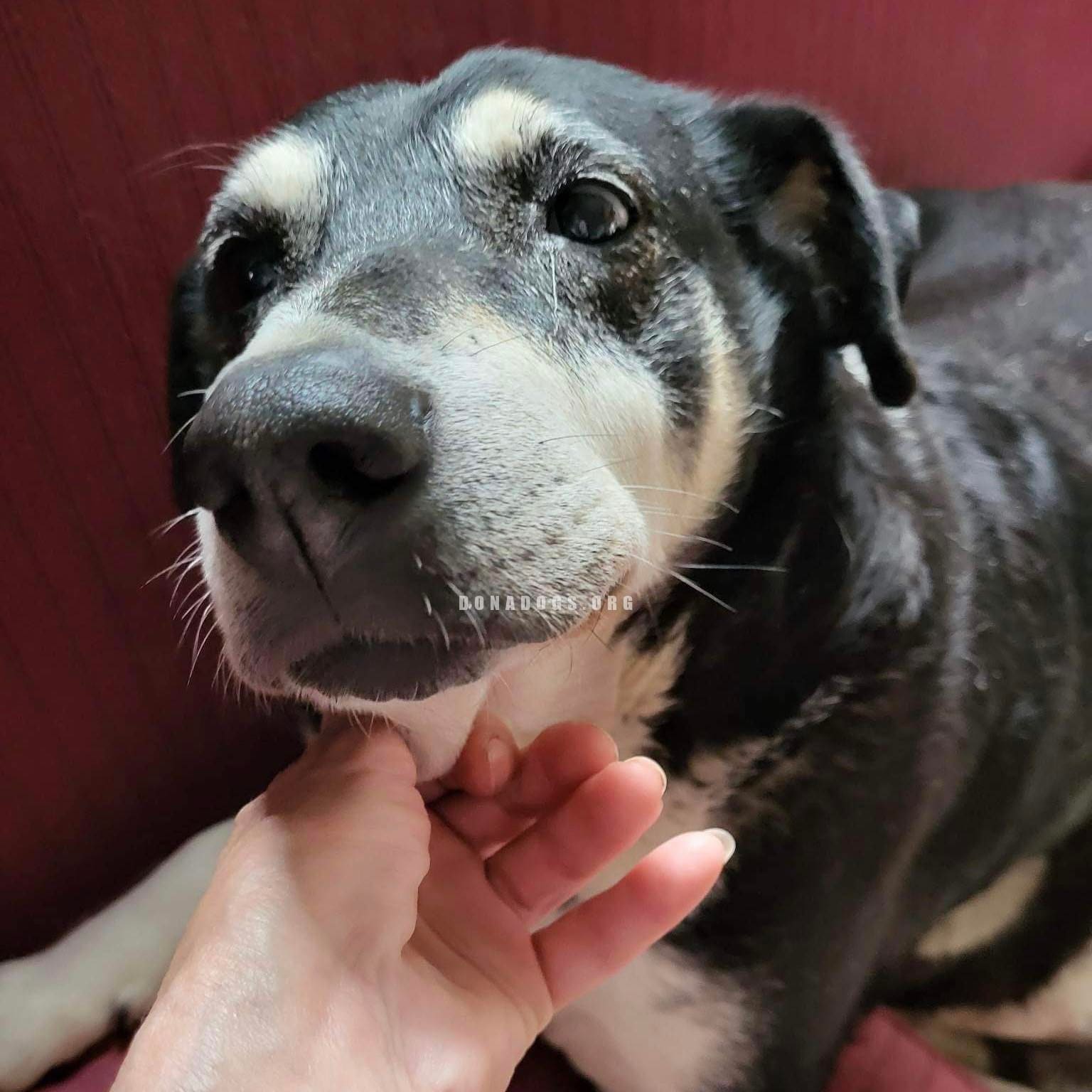 dog pic