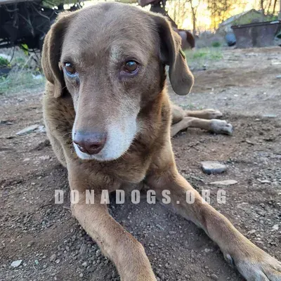 dog pic