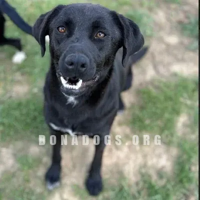 dog pic