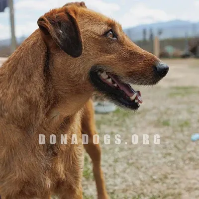 dog pic