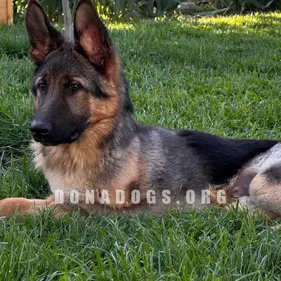 dog pic