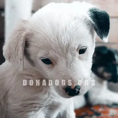 dog pic