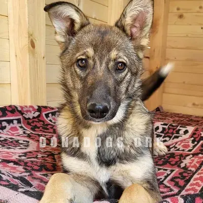 dog pic