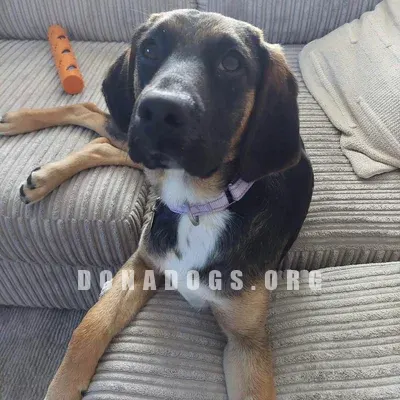 dog pic